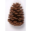 MARITIMA PINE CONES  4" NATURAL BULK